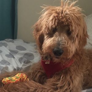 Meet your Posher, Carol